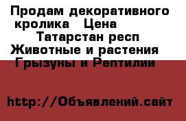 Продам декоративного кролика › Цена ­ 1 300 - Татарстан респ. Животные и растения » Грызуны и Рептилии   
